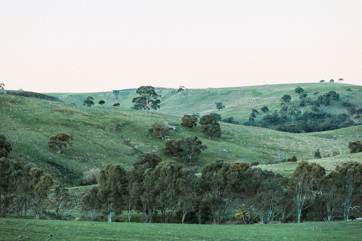 Rolling hills and native trees along Deep Creek in the Macedon Ranges, part of the Mount William greenstone belt.