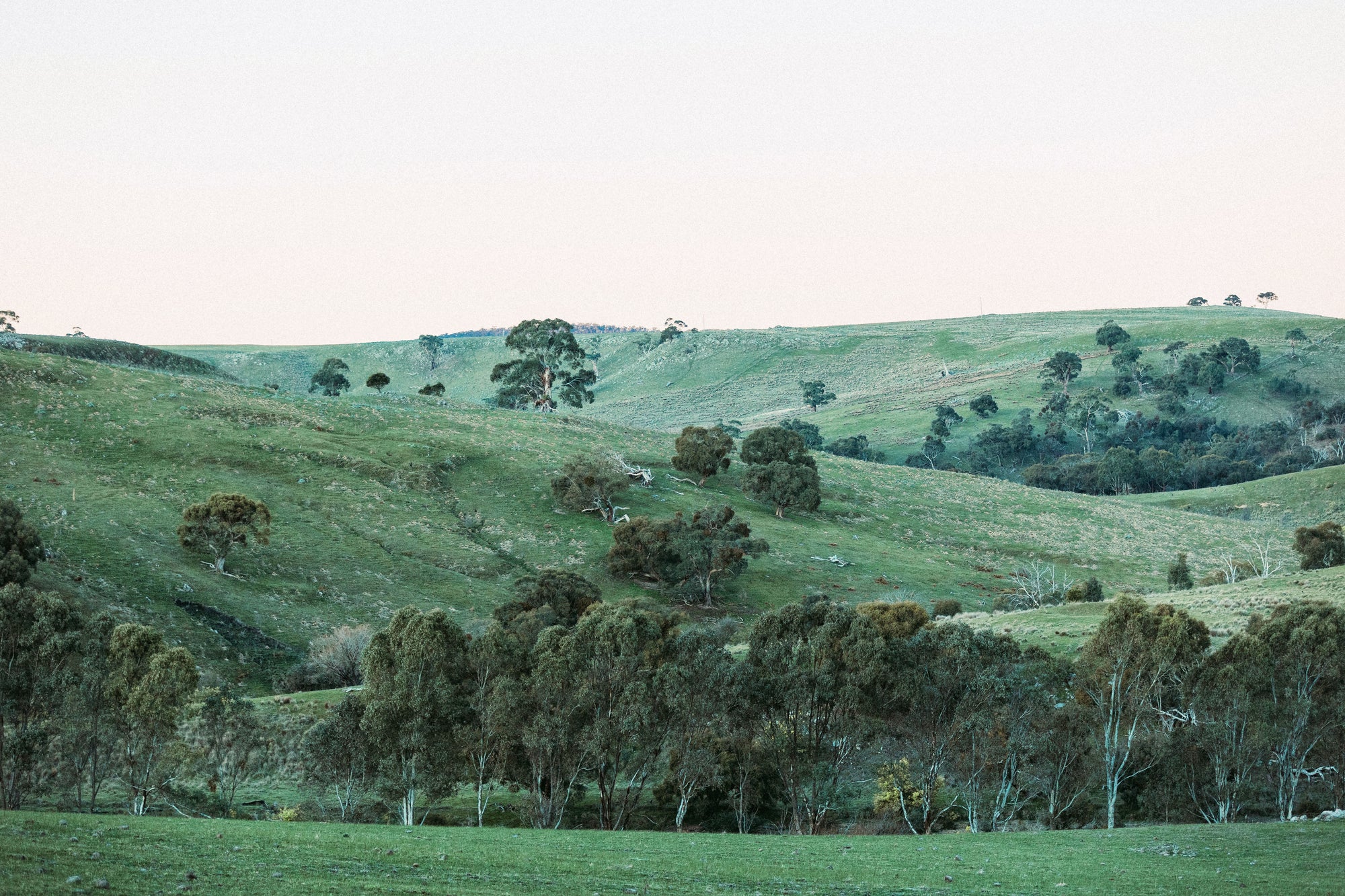 Rolling hills and native trees along Deep Creek in the Macedon Ranges, part of the Mount William greenstone belt.