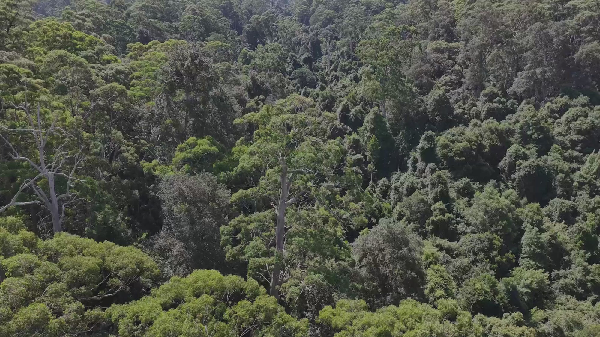 Aerial view of dense Australian forest with tall green trees.